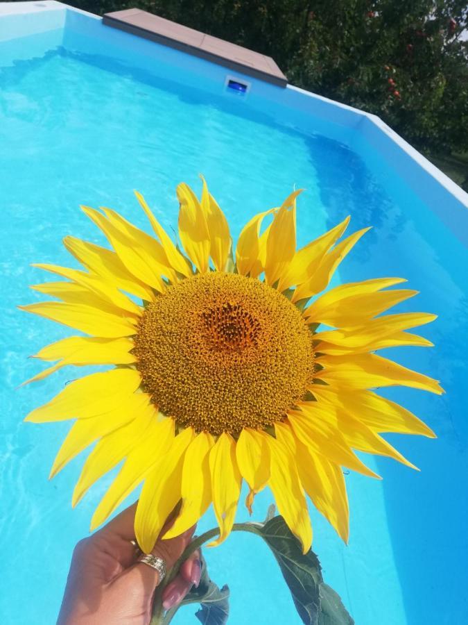 Hoopovo House Fruska Gora Vilă *